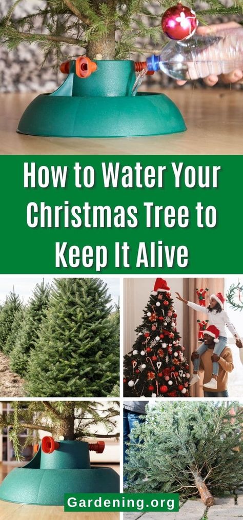 Christmas Tree Care, Christmas Tree Water, How To Make Water, Fresh Cut Christmas Trees, Live Christmas Trees, How Much Sugar, How To Make Christmas Tree, Christmas Plants, Christmas Tree Branches