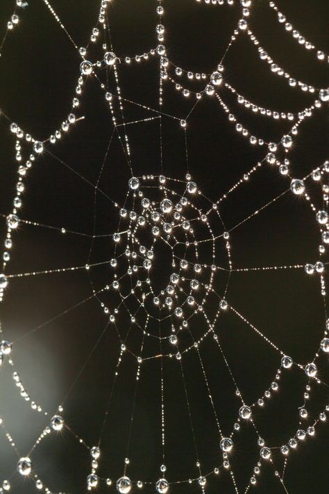 Uicideboy Wallpaper, Spider Webs, Ex Machina, Water Droplets, Water Drops, Spider Web, Spiders, Pretty Wallpapers, Phone Wallpapers