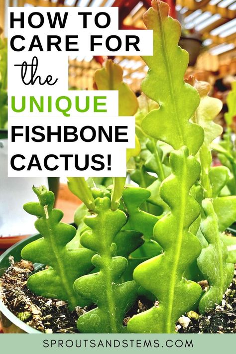 Fish Bone Cactus, Fishbone Cactus, Christmas Cactus Plant, Orchid Cactus, Cactus Care, Patio Plants, Unique Plants, House Plants Indoor, Pretty Plants