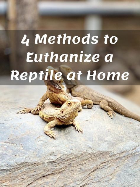 Is the quality of your reptile's life deteriorating? Are you considering putting its suffering to an end? This is, without a doubt, one of the most challenging decisions you can take, but if you want to euthanize your pet reptile, you need to do it humanely and painlessly. We know this isn't easy, which is why we are here to help you make this task as quick and easy as possible. #reptile Diy Bearded Dragon Decor, Diy Reptile Decor, Reptile Room Aesthetic, Lizard Habitat, Diy Reptile, Pet Snakes, Snake Hides, Reptile Decor, Reptile Hide