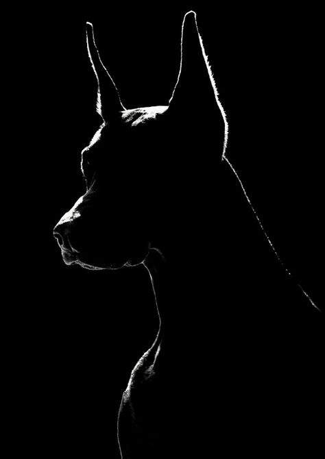 Dog Black, Doberman Wallpaper, Doberman Iphone Wallpaper, Doberman Drawing, Doberman Aesthetic, Angry Doberman Wallpaper, Doberman Black And White, Doberman Aesthetic Dark, Doberman Silhouette