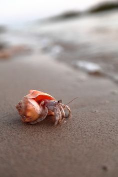 Crabs On The Beach, Hermit Crabs, Beautiful Sea Creatures, Islands Of Adventure, Ocean Wallpaper, Hermit Crab, Aquatic Animals, Airbrush Art, Beautiful Sea