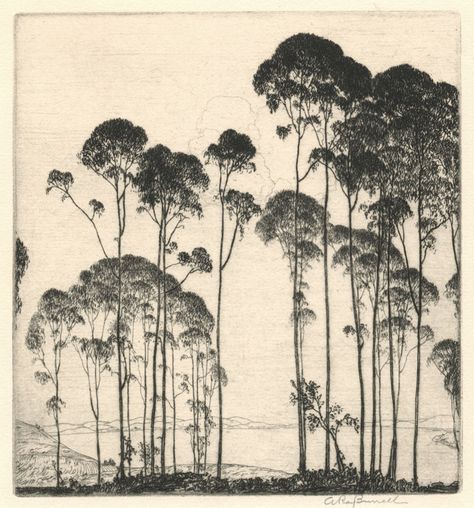 Alfred Ray Burrell (1877-1952) - Eucalyptus No. 2. Etching on Laid Paper. America. Circa 1935. 5-1/2" x 5-1/16". Gum Tree Illustration, Eucalyptus Tree Illustration, Eucalyptus Tree Drawing, Eucalyptus Tree Painting, Eucalyptus Tree Tattoo, Gum Tree Tattoo, Eucalyptus Illustration, Eucalyptus Print, Gum Tree