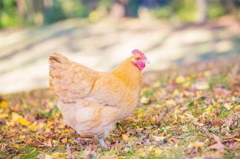 Buff Orpington All You Need To Know: Temperament and Egg Laying Buff Orpington Hen, Chicken Breeds For Eggs, Buff Orpington Chickens, Wyandotte Chicken, Heritage Chickens, Best Egg Laying Chickens, Buff Orpington, Chicken Images, Easter Eggers