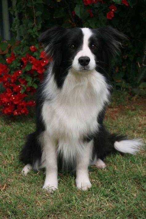 Gorgeous Border Collie Black And White Border Collie, Border Collie Colors, Black And White Border, White Border Collie, Collie Puppies, Border Collie Puppies, Herding Dogs, Border Collie Dog, Australian Shepherds