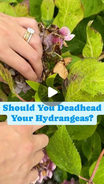 Blueacre Garden on Instagram: "One of the most common questions I get is whether you HAVE to deadhead your hydrangea.
Nope! But here are some things to consider....
#mastergardener #gardening101
#growyourownflowers #flowerfarmer #hydrangea #hydrangeaseason" Deadheading Hydrangeas, Hydrangea Season, Deadheading, Flower Farmer, Gardening 101, Master Gardener, Common Questions, Grow Your Own, Hydrangea