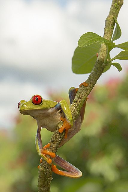 Red Eyed Frog, Lizard Dragon, Red Eyed Tree Frog, Tropical Forests, Funny Frogs, Tree Frog, Airbrush Art, Little Critter, Frog And Toad