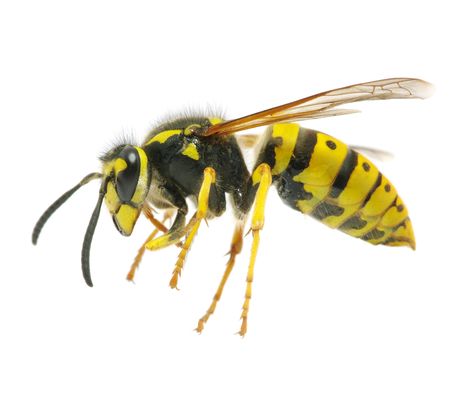 Wasp Nest Removal, Wasp Removal, Insect Identification, Bug Spray Recipe, Wasp Stings, Kill Bugs, Types Of Bees, Wasp Nest, Flea Prevention