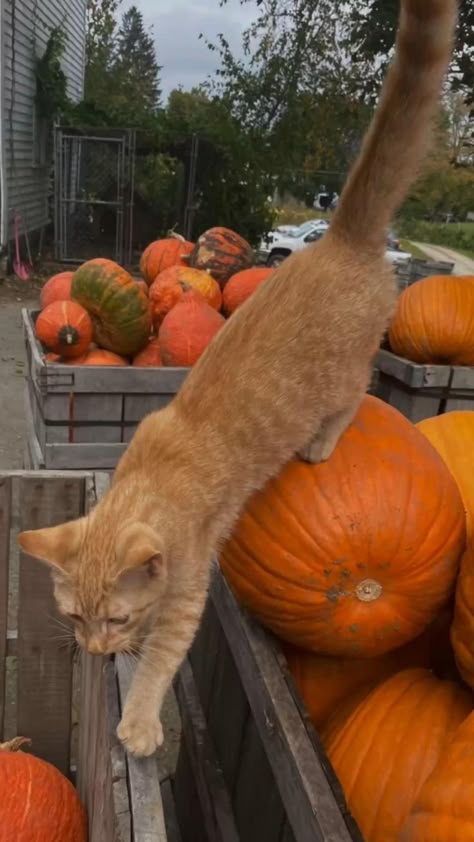 nostalgic halloween. fall 2022. pumpkin picking. halloween aesthetic. cozy halloween. orange cat. in 2022 | Autumn aesthetic, Orange cat, Fall halloween Fall Core, Fall Vision Board, Katt Grejer, Autumn Leaves Falling, Fall Moodboard, Fall Cats, Fall Board, Autumn 23, Filmy Vintage