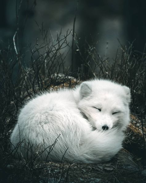 Artic Fox Aesthetic, Arctic Fox Art, Aesthetic Wildlife, Fox Background, Arctic Foxes, Fox White, Wild Animals Photography, Foxes Photography, Animals Photography