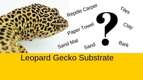 The Great Leopard Gecko Substrate Debate – Best Leopard Gecko Bedding – Leopard Gecko Habitat Leopard Gecko Habitat, Gecko Habitat, Walnut Shell, Leopard Gecko, Reptiles Pet, What To Use, Coconut Fiber, Gecko, Natural Environment