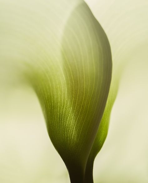 Extreme Close Up Photography, Close Up Texture, Macro Nature Photography, Macro Photography Nature, Botanical Photography, Plant Texture, Flower Close Up, Artistic Pictures, Extreme Close Up