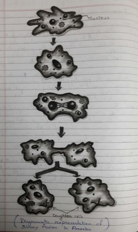 Hand Made Diagrammatic Representation of Binary Fission in Amoeba Binary Fission In Amoeba Diagram, Amoeba Drawing, Biology Drawing, Science Notes, Architecture Concept Drawings, Architecture Concept, Book Art Diy, Pew Pew, Concept Architecture