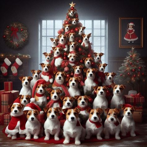 Christmas Puppies Pictures, Chien Jack Russel, Happy Easter Pictures, Dog Christmas Pictures, Dachshund Puppy Funny, Rat Terrier Dogs, Jack Russell Terrier Puppies, Jack Russell Puppies, Merry Christmas Gif