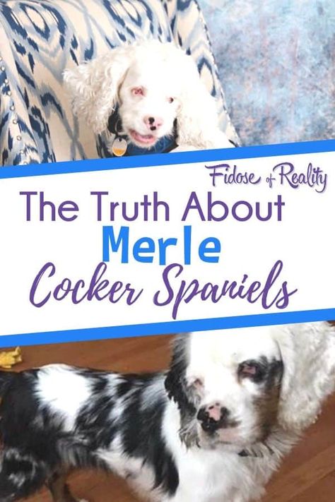 The Truth Behind The Merle Cocker Spaniels Controversy - #cockerspaniel #doghealth Blue Merle Cocker Spaniel, Merle Cocker Spaniel, Cocker Spaniel Breeders, American Spaniel, Cocker Spaniel Rescue, Cocker Spaniel Breeds, Pet Diy, Spaniel Breeds, Akc Breeds