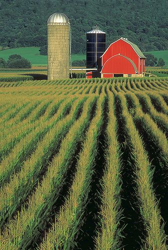 (American Farmscapes): Sauk County Farm, Wisconsin, (Honorable Mention) Fred Luhman, Silos and Smokestacks National Heritage Area, #barn #farm Wisconsin Scenery, Barn Pictures, Country Barns, Farm Field, Farm Barn, Country Scenes, Farms Living, Red Barns, A Barn