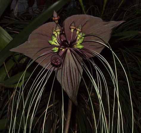 Tacca chantrieri / Black Bat Plant | Flickr - Photo Sharing! Black Bat Flower, Tacca Chantrieri, Bat Plant, Bat Flower, Orchid Tattoo, Nature Projects, Plant Photography, Unusual Plants, Wonderful Flowers