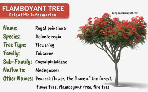 Growth Symbolism, Flan Recipes, Flamboyant Tree, Peat Soil, Delonix Regia, Royal Poinciana, Nature Photography Trees, Tropical Trees, Flame Tree