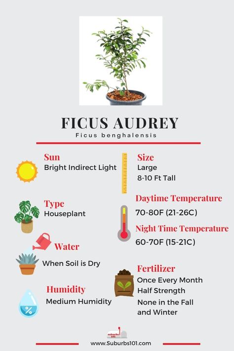 10 Tips on How to Care for Your Ficus Audrey (Infographic) Ficus Audrey Indoor, Ficus Tree Indoor Care, Ficus Audrey Care, Ficus Tree Indoor, Audrey Ficus, Ficus Audrey, Insecticidal Soap, Ficus Tree, Organic Soil