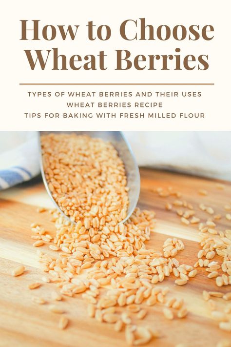 How to Choose Wheat Berries | Wheat Varieties - WholeMade Homestead Baking With Fresh Milled Flour, Wheat Berry Bread Recipe, Wheat Berry Recipes, Wheat Recipes, Homemade Breads, Honey Wheat, Yeast Bread Recipes, Wheat Berries, Bread Making