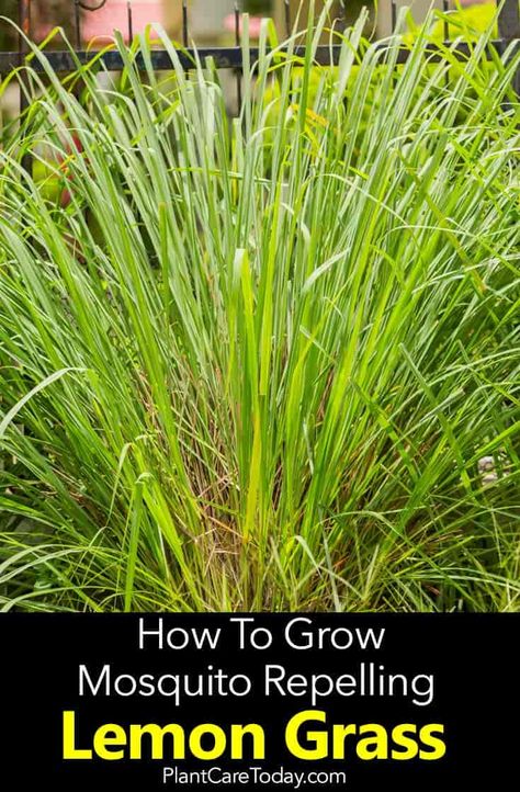 Lemongrass Plant: How To Care For Lemon Grass Deck Greenery, Lemongrass Plant, Feather Reed Grass, Gardening Indoors, Planting Grass, How To Grow Lemon, Deck Makeover, Florida Gardening, Pool Backyard