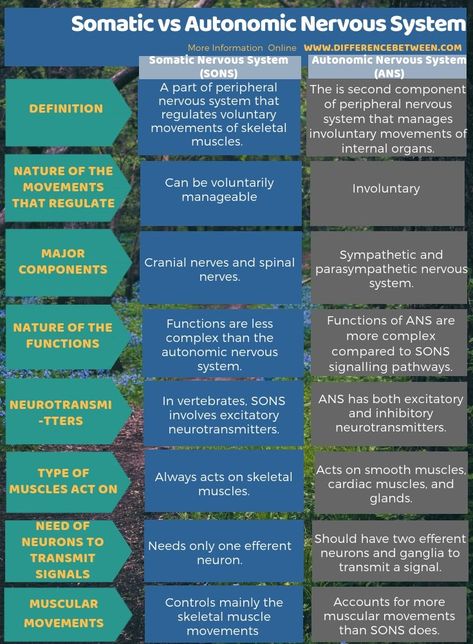 Difference Between Somatic and Autonomic Nervous System in Tabular Form Biology Basics, Botanical Academia, Microbiology Notes, Biochemistry Notes, Bio Notes, Prokaryotic Cell, Learn Biology, Tenses Grammar, General Studies