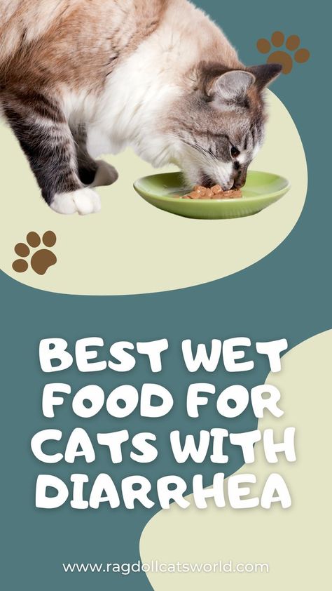 Best wet food for cats with diarrhea Food For Cats, Homemade Cat Food, Cat Food Brands, Best Cat Food, Better Digestion, What Cat, Stomach Problems, Wet Cat, Cat Drinking