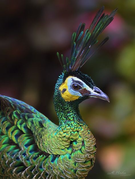 Green Peafowl, Peacock And Peahen, Feathered Dinosaurs, House Artwork, Indian Blue, Green Peacock, Folk Art Flowers, Peacock Art, Peacock Bird