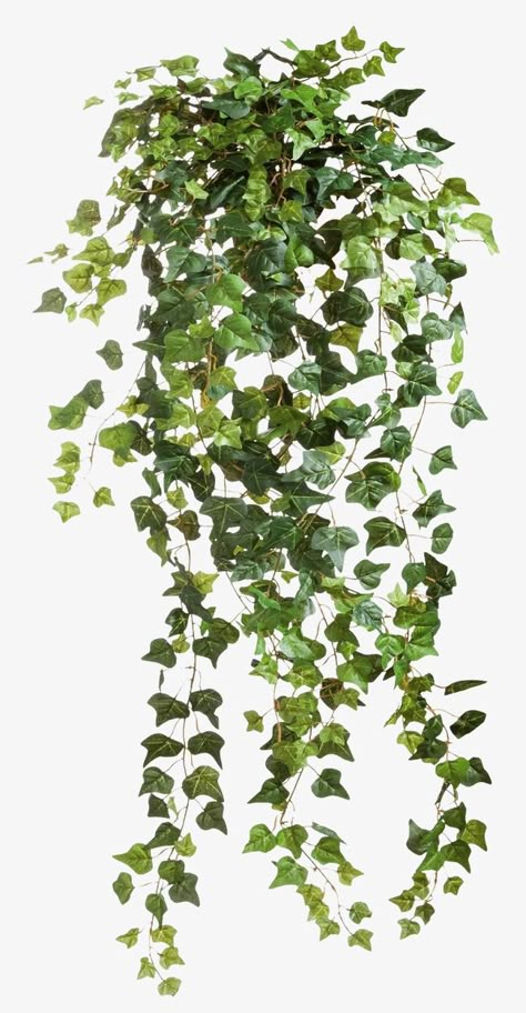 Tree Psd, Tree Photoshop, Plant Png, Trendy Plants, Ivy Plants, Seni Dan Kraf, Green Ivy, Vine Leaves, Photoshop Textures