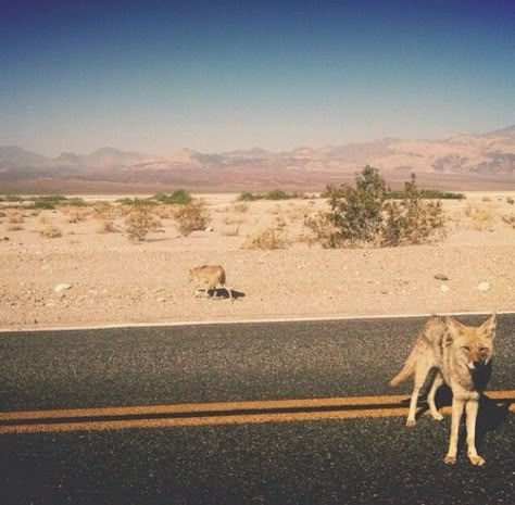 Groovy Cowboy Aesthetic, Desert Alien Aesthetic, The Desert Aesthetic, Desert Gothic, Southwest Gothic, Desert Grunge, Southwestern Gothic, Desert Aesthetic, Western Gothic