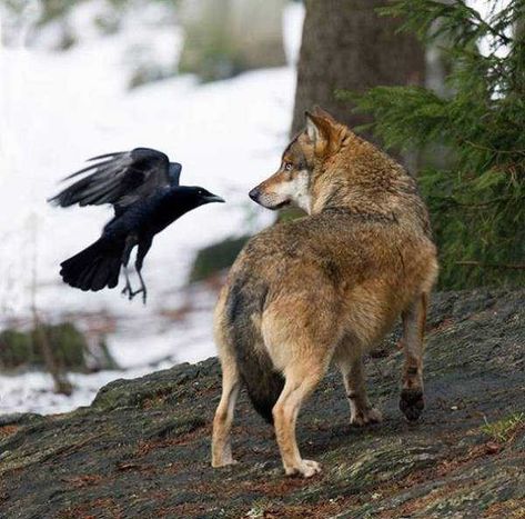 17 Photos That Prove Crows Don't Really Give a Damn Raven And Wolf, A Crow, Wolf Love, Crows Ravens, Beautiful Wolves, Wolf Spirit, The Crow, Arya Stark, A Wolf