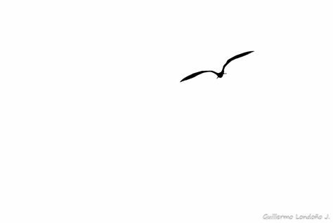 seagull Seagull Silhouette, Seagull Logo, Seagull Tattoo, Simple Tattoo, Simple Tattoos, Project Ideas, Tatting, Body Art, Tattoo Ideas