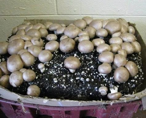 Regrow From Scraps, Growing Mushrooms Indoors, Inflammatory Meals, Regrow Vegetables, Grow Mushrooms, Growing Mushrooms At Home, Kitchen Scraps, Mushroom Cultivation, Garden Mushrooms