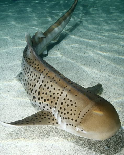 The Zebra shark (Stegostoma fasciatum)  is a species of carpet shark that is found throughout the tropical Indo-Pacific, frequenting coral reefs and sandy flats. The maximum reported size of a zebra shark is nearly 12 feet, though lengths of less than 7.5 feet are more common. Zebra Shark, Leopard Shark, Creature Marine, Life Under The Sea, Water Animals, Underwater Creatures, Underwater Life, Under Water, Ocean Creatures