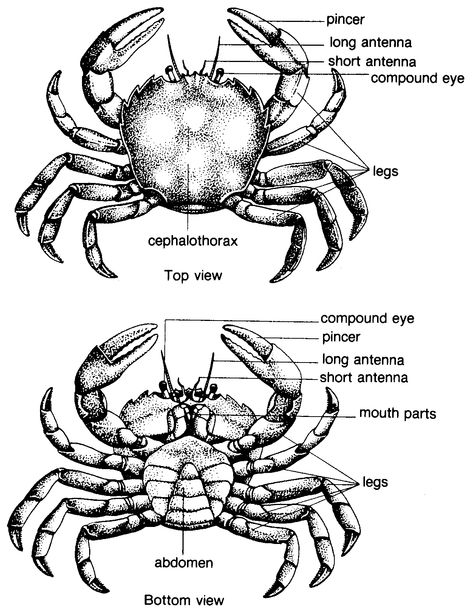 External anatomy of a crab Crab Anatomy, Crab Drawing, Fish Anatomy, Oceanography Marine Biology, Biology Diagrams, Animal Infographic, Ombre Wallpaper Iphone, Animals Information, Crab Art