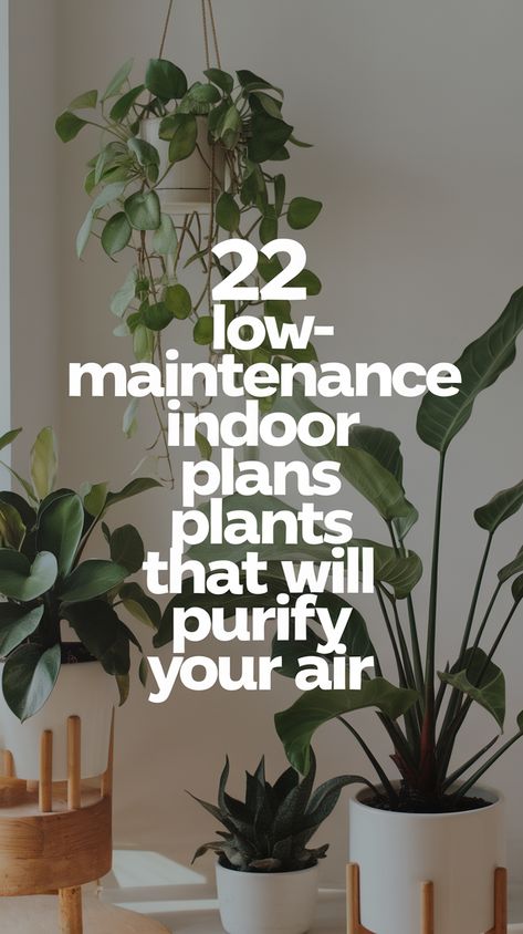 22 Low-Maintenance Indoor Plants That Will Purify Your Air (You’ll Love #11!) Low Maintenance Indoor House Plants, Best Indoor Plants Air Purifier, Home Office Plants, Best Air Purifying Plants, Low Maintenance Indoor Plants, Nerve Plant, Low Light Indoor Plants, Dracaena Plant, Parlor Palm