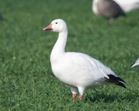 Pet Geese, Farm Geese, Different Types Of Geese, Snow Goose Hunting, Snow Geese Photography, Snow Geese, Goose Hunting, Duck Photo, Snow Goose