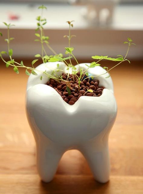 Adorable Tooth Planter for the Dentist’s Office Dental World, Kedokteran Gigi, Dental Fun, Dental Office Decor, Dental Gifts, Dental Design, Trendy Plants, Dental Life, Plants Growing