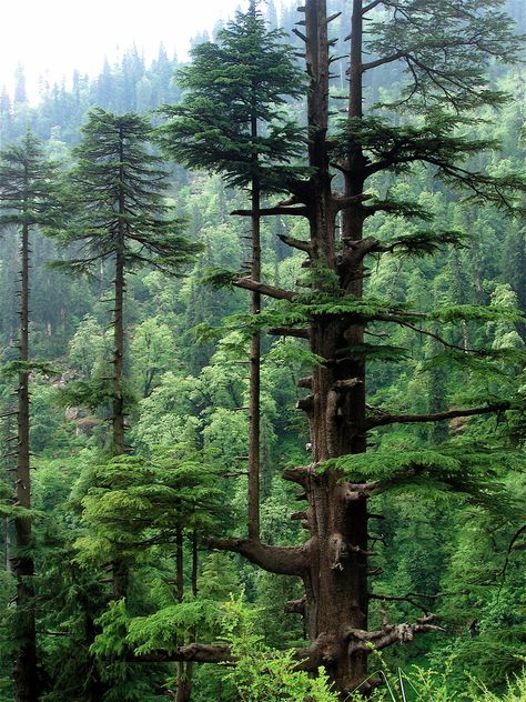 The Only True Cedars — In Defense of Plants Deodar Cedar, Cedrus Deodara, Trees, Forest, Green