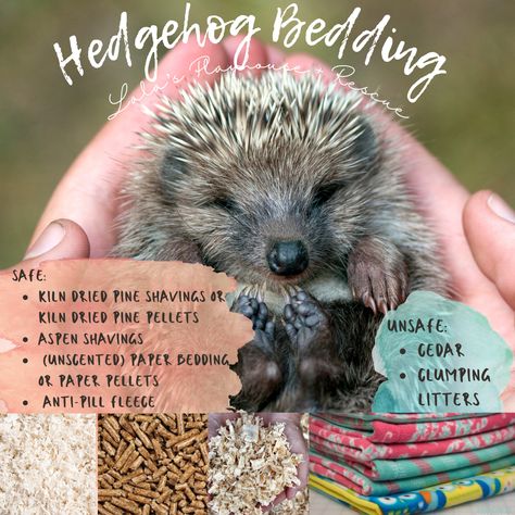 Hedgehog Care, Pine Shavings, Poodle Cuts, Hedgehog Pet, Baby Hedgehog, Pocket Pet, Pin Cushion, Bearded Dragon, Hedgehogs