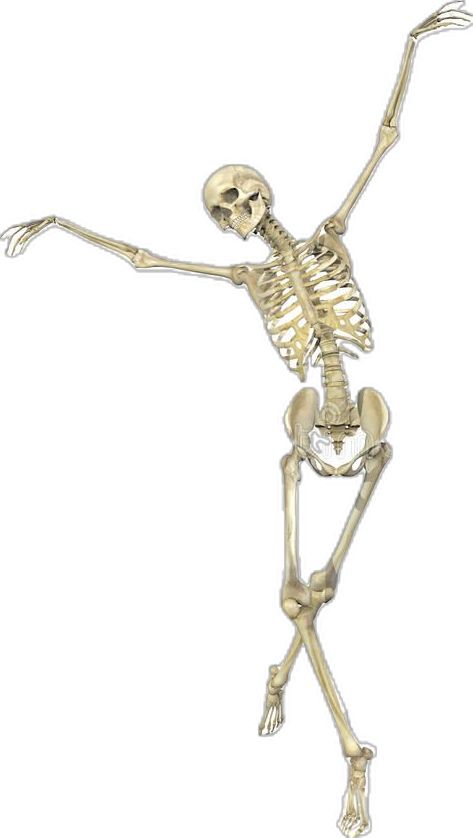 Posing Skeletons, Pose Stock, Ballet Pose, Ballet Poses, Mask Fashion, A Skeleton, 3d Render, Photo Collage, Skeleton