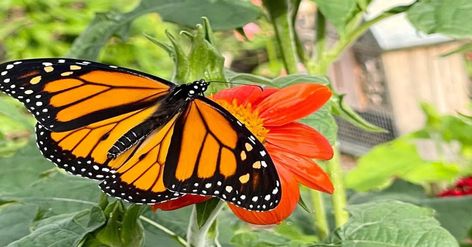 What Do Butterflies Eat, What Do Monarch Butterflies Eat, Monarch Butterfly Growing, Butterfly Pupa, Monarch Butterfly Sanctuary, Monarch Butterfly Infographic, Butterfly Food, Monarch Butterfly Garden, Butterfly Chrysalis