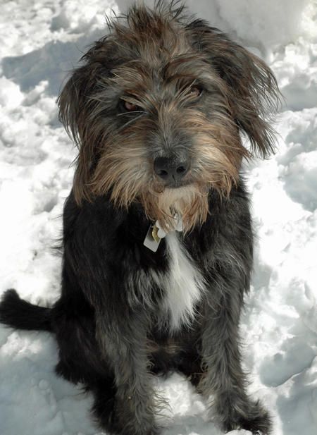 Teddy the Mixed Breed Scruffy Dogs, Dog Shelter, Foster Family, Terrier Mix Dogs, Animal Antics, Dog Rooms, Kinds Of Dogs, Dog Rules, Mixed Breed Dogs