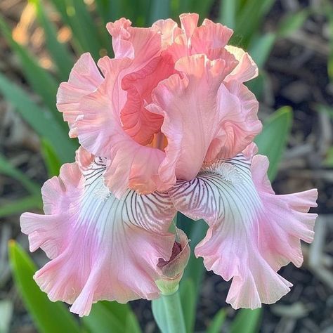 Pink Iris, Blushing Bride, Blush Bride, Pink Petals, Flowering Trees, Flower Photos, A Romantic, Beautiful Photo, Soft Pink