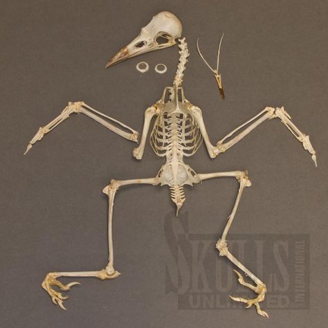 Crow Skeleton Anatomy, Hawk Skeleton, Sparrow Skeleton, Pigeon Skeleton, Raven Skeleton Drawing, Magpie Skeleton, Crow Anatomy, Raven Skeleton, Crow Skeleton