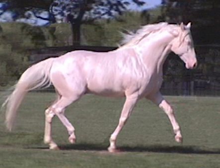 missouri fox trotter horse | Flickr - Photo Sharing! Missouri Fox Trotter Horse, Fox Trotter Horse, Unusual Horse, Pointed Ears, Most Beautiful Horses, Majestic Horse, All The Pretty Horses, Trotter, Pretty Horses