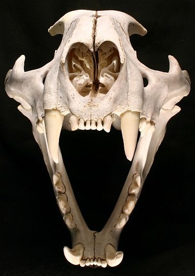 Tiger Skull, Skull Anatomy, Skull Reference, Wolf Skull, Animal Skeletons, Molluscs, Animal Skull, Vulture Culture, Cat Skull