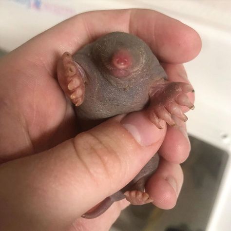 @edithallenwildlife shared a photo on Instagram: “Swipe for a glow up! Our baby moles are getting furrier and stronger every day! #mole #moles #babymole #wildlife #rescuerehabrelease” • May 20, 2020 at 2:24am UTC Mole Animal, Monty Mole, Baby Mole, Holey Moley, Mole Rat, Our Baby, Cute Wild Animals, Weird Animals, May 20