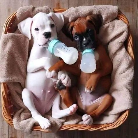 Baby Boxer Puppies, Boxer Mix Puppies, Cute Boxer Puppies, Boxer Dogs Facts, Cute Puppy Wallpaper, Boxer Mom, Boxer And Baby, Boxer Puppy, Boxer Mix