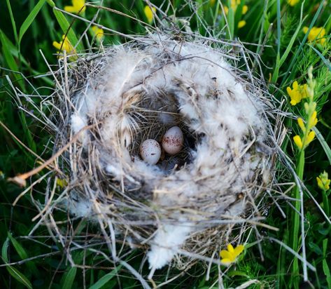 By leaving the right materials for birds to build their nest with, you can help a bird build a nest nearby or in your backyard. From natural materials to animal fur, you may already have these nest building materials on hand. Bird Nesting Material, Tree Swallow, Homemade Bird Houses, Nest Building, William Wordsworth, Birds Nests, Bird Nests, Free As A Bird, Berry Baskets